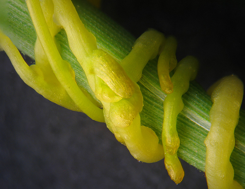 Cuscuta campestris / Cuscuta ungherese